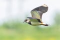 Closeup of a northern lapwing, Vanellus vanellus, bird in flight Royalty Free Stock Photo