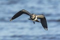 Closeup of a northern lapwing, Vanellus vanellus, bird in flight Royalty Free Stock Photo