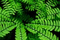 Closeup of Northern maidenhair fern leaves in the Carmanah Walbran Provincial Park, Canada