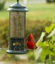 Closeup of a Northern Male Red Cardinal perched on a Bird-Feeder Royalty Free Stock Photo