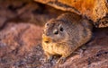 Closeup of a northern pika sitting on a rock in Namibia Royalty Free Stock Photo