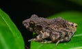 A closeup shot of a Northern rainfrogs on a green leaf