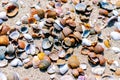 A closeup of northern seashells lying in the sand. Summer concept. Vacation. Tourism. Nature therapy. Vlissingen, the Netherlands.