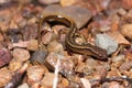 Closeup of a northern two-lined salamander (Eurycea bislineata) on stones Royalty Free Stock Photo