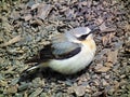 The northern wheatear or wheatear Oenanthe oenanthe