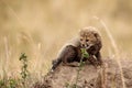 Closeup of a Northwest African cheetah cub in the natural habitat Royalty Free Stock Photo