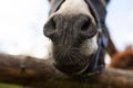 Closeup of a nose of a cute Pyrenean donkey behind the wooden fence farm Royalty Free Stock Photo