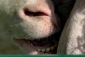 Closeup of nose and teeth of a sheep
