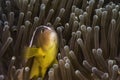 A closeup of a Nosestripe anemonefish or Skunk clown fish Royalty Free Stock Photo