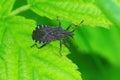 Closeup of the not so comon squashbug Ceraleptus gracilicornis sitting on a green leaf