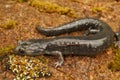 Closeup on a not yet dark colored sub-adult juvenile Black salamander, Aneides flavipunctatus
