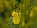 Closeup of a nright yellow scotch broom flower in spring   - Cytisus scoparius Royalty Free Stock Photo