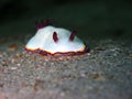 Closeup with nudibranch during the night dive in Sabah, Borneo. Royalty Free Stock Photo