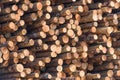 Closeup of numbered ends of cut logs stacked for processing Royalty Free Stock Photo
