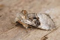 Closeup on the Nut-tree Tussock moth, Colocasia coryli sitting on wood