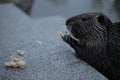 Closeup of Nutria eating nuts on granite surface