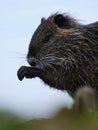 Closeup of nutria isolated in blurred background