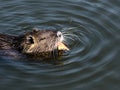 Closeup of nutria swimming with closed eyes in lake