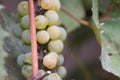 Closeup o green yellow wine grape fruits with selective focus on foreground Royalty Free Stock Photo