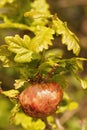 Closeup on a Oak apple gall wasp nest, Biorhiza pallida