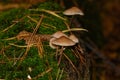 Closeup of oak leaf fungus growing on a dead tree in Zoersel, Belgium Royalty Free Stock Photo