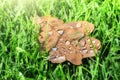 Closeup of oak leaf on green grass Royalty Free Stock Photo