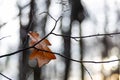 Closeup oak leaf in late autumn forest Royalty Free Stock Photo