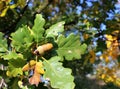 Closeup of Oak leaves turning into Autumn yellow shade with acorn.Nature concept. Royalty Free Stock Photo