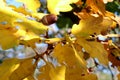 Closeup of Oak leaves turning into Autumn yellow shade with acorn.Nature concept Royalty Free Stock Photo