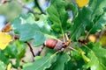 Closeup of Oak leaves turning into Autumn yellow shade with acorn.Nature concept Royalty Free Stock Photo