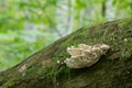 Oak mazegill, Daedalea quercina growing on oak wood