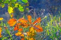 Closeup oak tree branch in the autumn forest Royalty Free Stock Photo