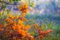 Closeup oak tree branch in the autumn forest Royalty Free Stock Photo