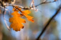 Closeup oak tree branch with red leaf Royalty Free Stock Photo