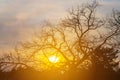 Closeup oak tree silhouette in light of evening sun Royalty Free Stock Photo