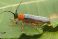 Closeup on Oberea oculata, a colorful longhorn beetle Oberea oculata