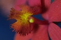 closeup ochid Epidendrum radicans - macro photography - details of the flower - colorful flowers