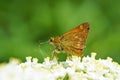 Ochlodes hyrcana butterfly on flower , butterflies of Iran