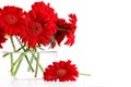 Closeup od red gerber daisies in vase Royalty Free Stock Photo