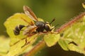 Closeup on the odd endoparasite  Waisted beegrabber,  Physocepha rufipes Royalty Free Stock Photo