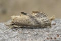 Closeup on the odd-looking Pale Prominent Notodontid moth, Pterostoma palpina sitting on wood