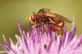 Closeup on the odd shaped , Ferruginous Bee-grabber fly, Sicus ferrugineus, sitting on a purple knapweed flower