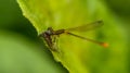 Closeup of Odonata dragonfly perching on plant stem Royalty Free Stock Photo