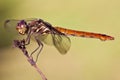 Closeup of a odonata insect isolated background Royalty Free Stock Photo