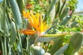 Closeup ofStrelitzia reginae (bird of paradise flower) in garden. Royalty Free Stock Photo