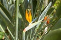 Closeup ofStrelitzia reginae (bird of paradise flower) in garden. Royalty Free Stock Photo