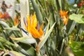 Closeup ofStrelitzia reginae (bird of paradise flower) in garden. Royalty Free Stock Photo