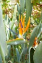 Closeup ofStrelitzia reginae (bird of paradise flower) in garden. Royalty Free Stock Photo