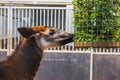 Closeup of a okapi eating from a basket full of branches with green leaves, zoo animal feeding, Endangered giraffe specie from Royalty Free Stock Photo