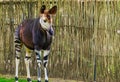 Closeup of a okapi, tropical endangered giraffe specie from Congo, Africa Royalty Free Stock Photo